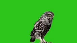 owl singing green screen video