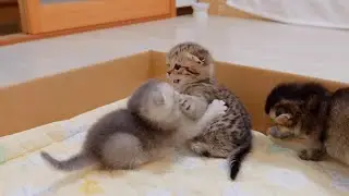 The kitten that suddenly becomes mischievous when it goes back into the box is cute.