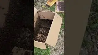 Cum se înmulțesc Albinele natural !!   