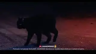 MaxBet. Pisica.