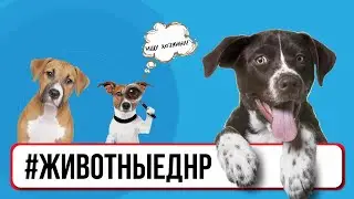 #ЖивотныеДНР