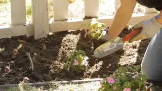 How to Space Impatiens in Planting : Garden Space