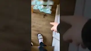When your dog is too honest. 😋 #shorts #funny #viral #trending #veryfunny #funnyanimals