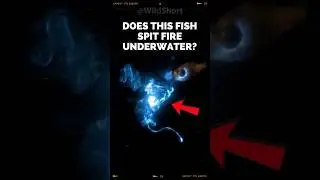 This Fish Spits Fire And Light Underwater? || Cardinal Fish Spit Light 
