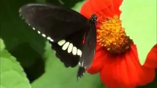 Butterfly eating nectar