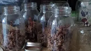 lets rebel can some beef #rebelcanning #canning