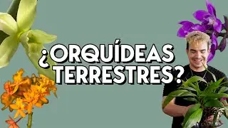 ¿Orquídeas terrestres?  | | ¡Cambiando más de 70 orquídeas de maceta!