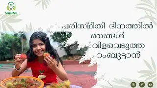 പരിസ്ഥിതി ദിനത്തിൽ ഞങ്ങൾ വിളവെടുത്ത റംബുട്ടാൻ Rambuttan N18 harvesting @mannilplantsandpots5245