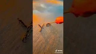 #bestscenes #statuswhatsapp #riyadh #beachlife #beach #riyadhseason #iloveyou