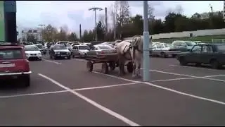 лошадь на стоянке