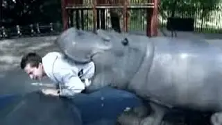 This Tour Guide Was Swallowed By A Hippo While On Safari