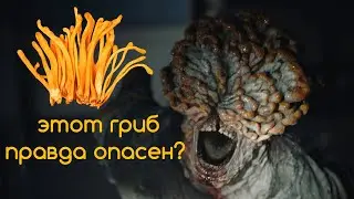 Зомби-гриб Кордицепс в реальном мире и сериале The Last of Us