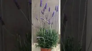 #plants