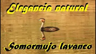 ELEGANCIA NATURAL 🦢Somormujo lavanco🦢 (Podiceps cristatus)