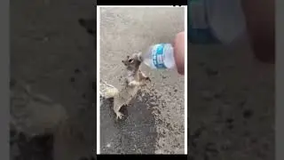 #Shorts Сушняк у белочки, просит воды у человека