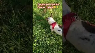 #выгуливаюсобачек #рекомендации #shorfs #животные #гулькевичи 🙏🙏🙏
