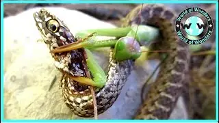 The Mantises Is Merciless - Always Hunt Their Prey to Mortal combat
