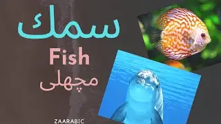 How to say FISH in Arabic |سمك  | Learn Arabic | Word of the Day