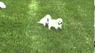 Faya and Grisha (7 Weeks Old)