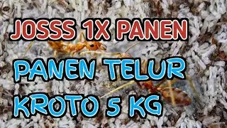 Binaan Tim KrotoAlaika ini Mampu Menghasilkan Kroto 5KG sekali Panen ✅