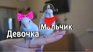 Ручные птенцы 30 дней. Как определить пол волнистого попугая