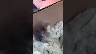 птица ааа 