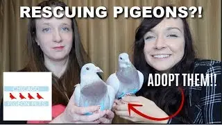 RESCUING BIRDS?! | Chicago Pigeon Pets Rescue