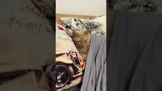 Мой кот - КРАСАВЕЦ #cat #юмор #ирония #котик