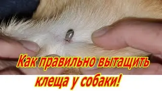 Как правильно вытащить клеща у собаки!