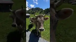 Typically Swiss: Mountains, cows, Beautiful sunshine #switzerland #viral #village #youtubeshorts🇨🇭