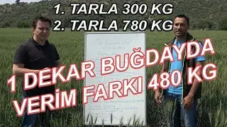 How to get 780 kg wheat yield from 1 decare?