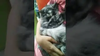 cat (=^ェ^=) #meme #cat #shorts