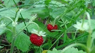 Поход Выходного Дня в лес за травами.