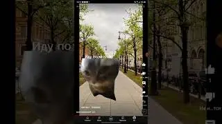 подборка видео с мемными котами #мемныекоты #котики #монтаж #capcup #мемы