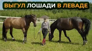 Walking a horse in a paddock
