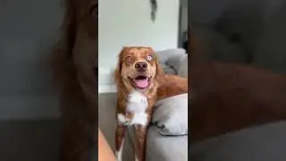 #dogshorts #funny #puppy