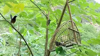 Chòe Lửa Mồi Gọi Bổi Như Này Đã Ổn Chưa Ae @sangtaybactv