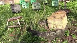 Вот  так  выглядела  наша  пасека  на  1тро  вербного  воскресенья