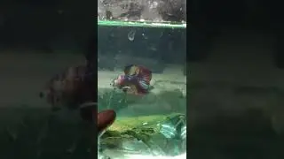 Cupang Nemo Full Multicolor