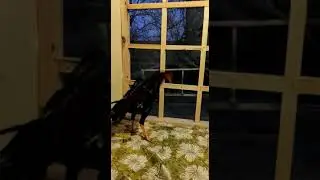 Китай Шамо