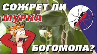Whether DEVOUR MURKA MANTIS?
