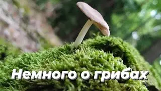 Как отличить хороший гриб от плохого. Где собирать, какие собирать грибы, об этом и другом сегодня