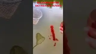 Активатор клева — BloodBooster shorts.