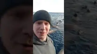 живая природа сивучи моряки
