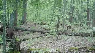 Медведи у маркировочного дерева   Заповедник Нургуш  Фотоловушка