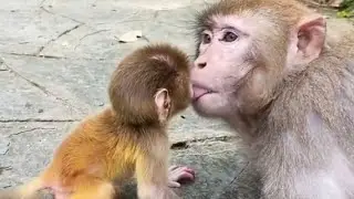 No milk you must eat some thing hhhh (good mothers). 