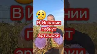 В Испании гибнут артишоки 