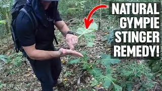 Cunjevoi Plant RELIEVES Gympie Gympie Stings (Suicide Plant)
