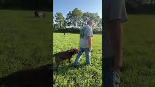Mornings on the farm