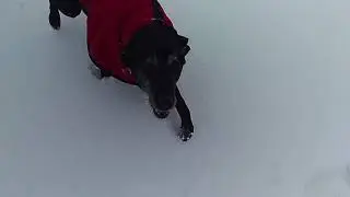 Dog fun in the snow!